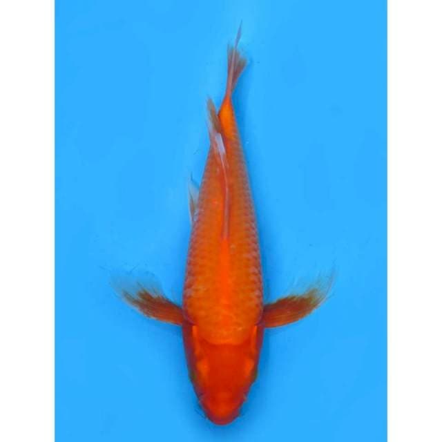 Kumpay Benigoi No Bocor - 38cm