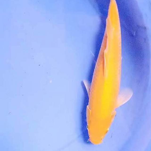 Kigoi mulus 30 cm
