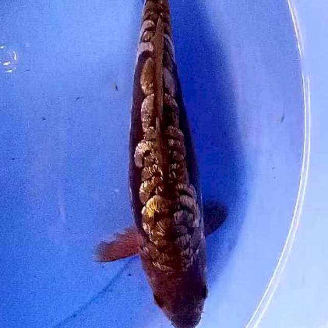 Aragoke 31 cm