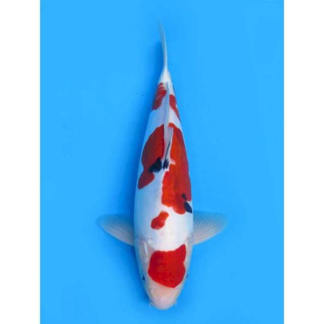 Sanke Doitsu Murni ORI - 32cm