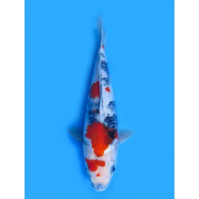 Kindai Showa - 30cm