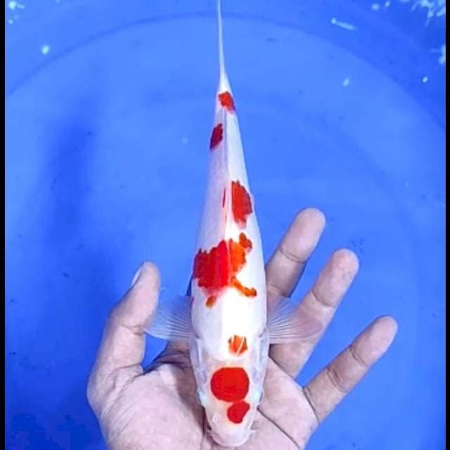 8. Maruten Kohaku Original 24 cm || Jantan 
