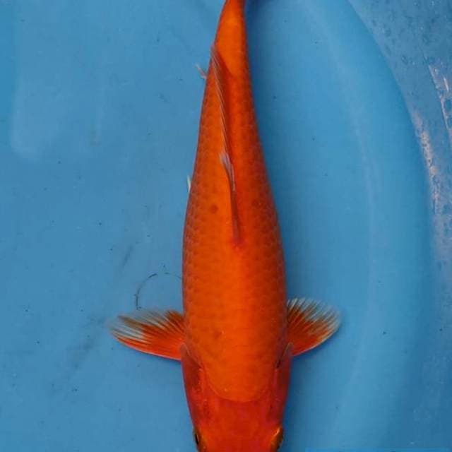 Benigoi bulky (punuk)