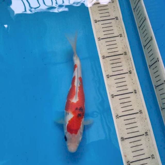 sanke dan kohaku