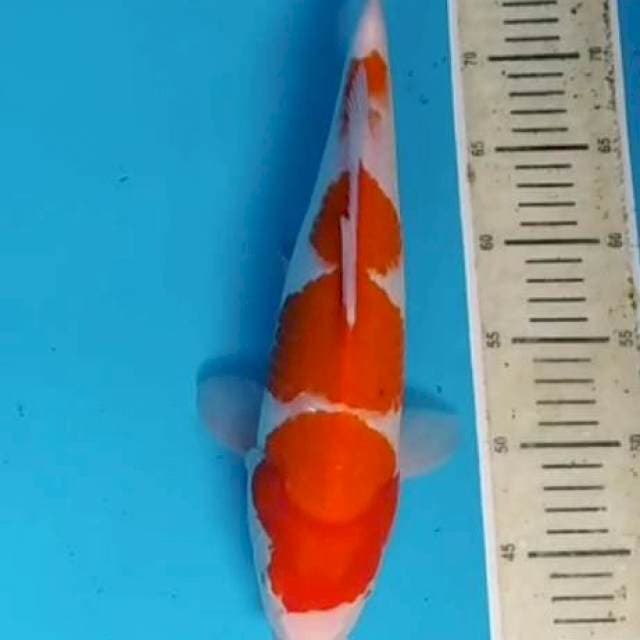 Kohaku³⁷