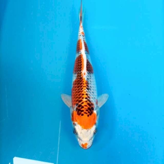 Kujaku f1