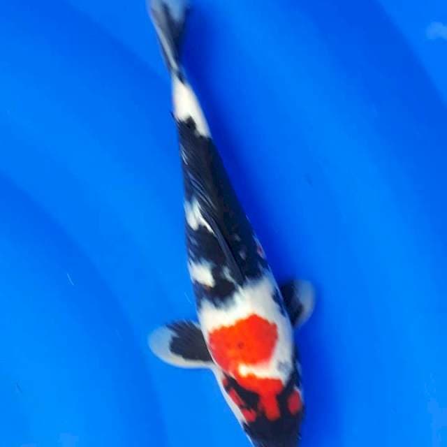 Kindai sowa 27cm