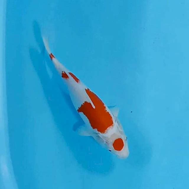 Kohaku hikari 26cm strong