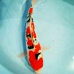 Sanke Doitsu (cuting kering)