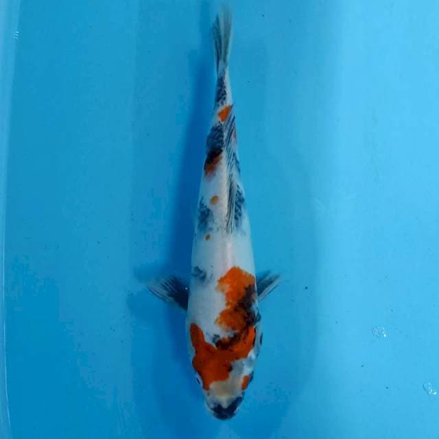 Kin showa 30cm