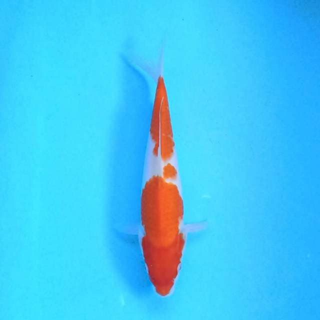 kohaku 27 cm