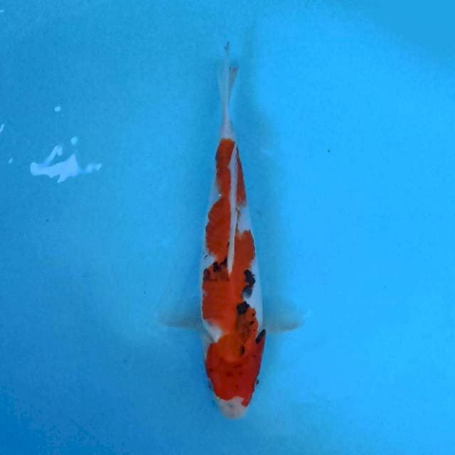 showa 28 cm