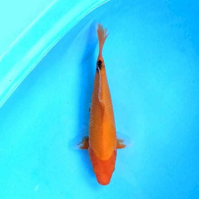 utsuri 30 cm