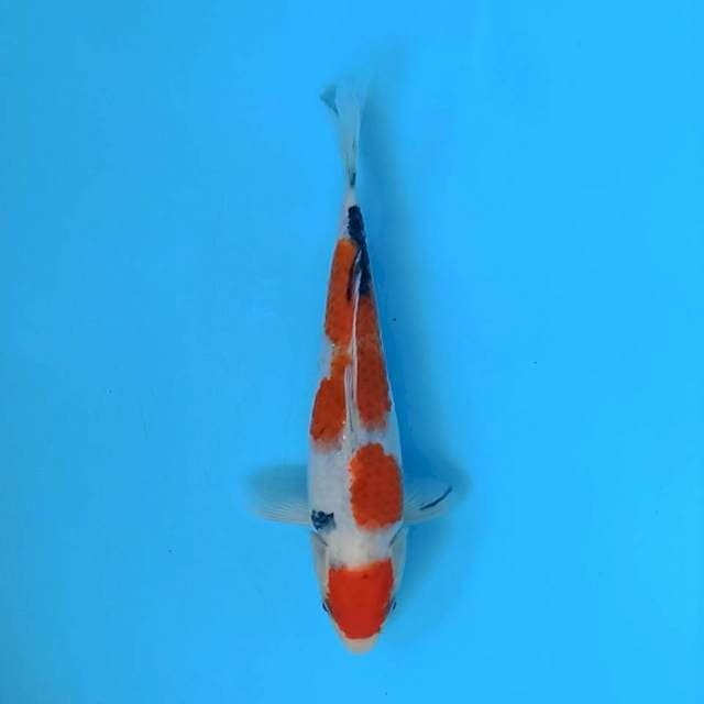 sanke 22 cm