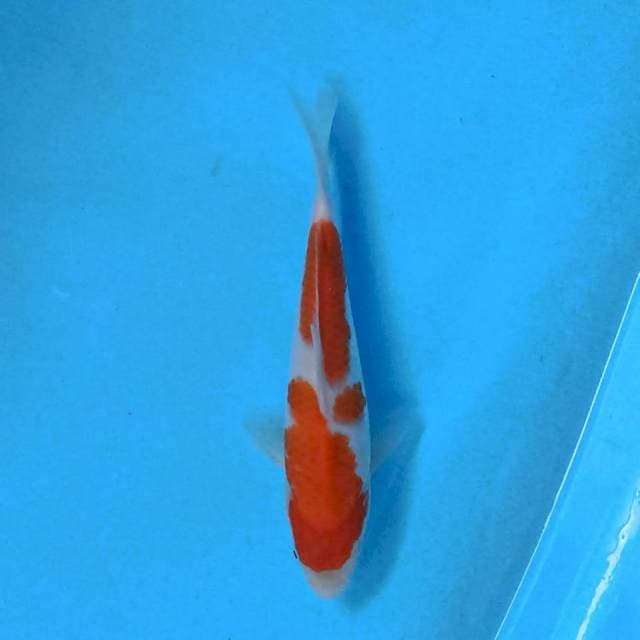kohaku 22 cm