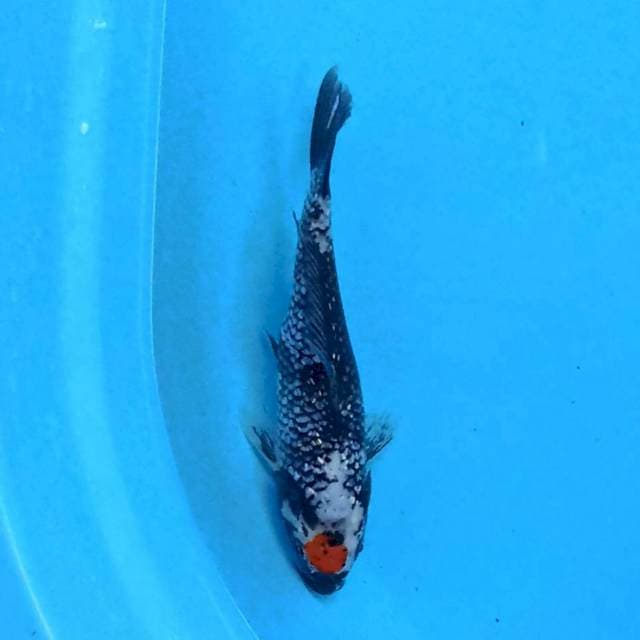 tancho matsukawabake 19 cm