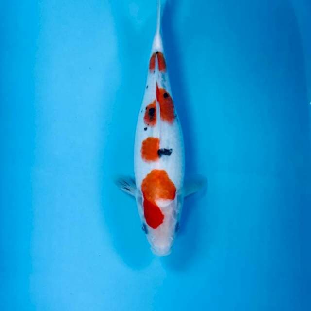 Sanke, 28 cm