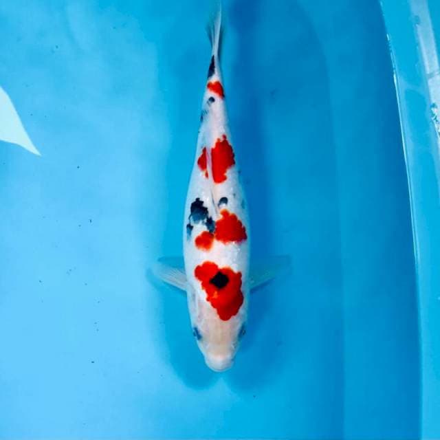 Sanke, 32 cm