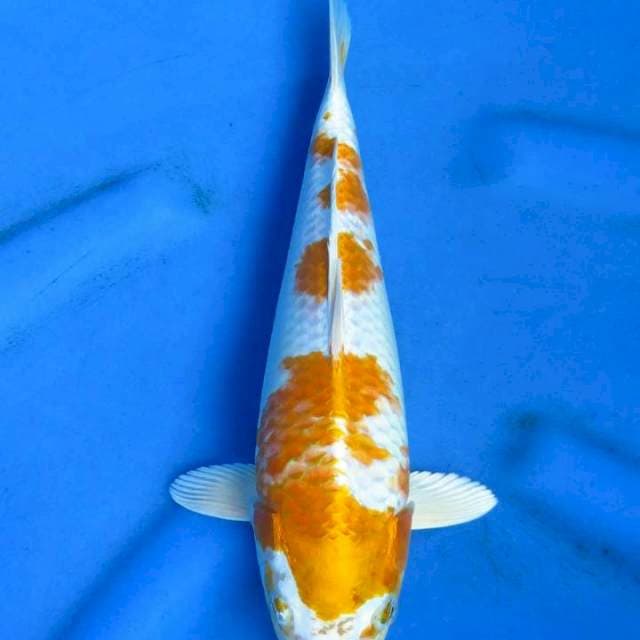 Hariwake 33cm