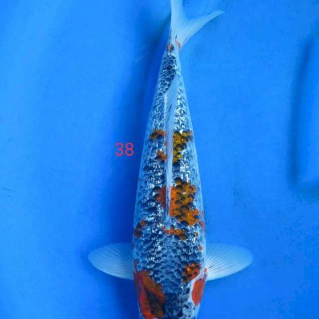 Goshiki ginrin 38cm