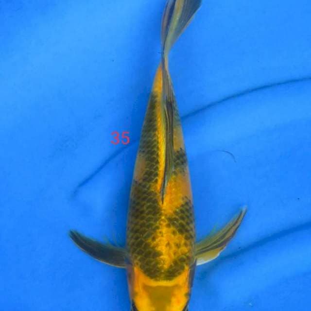 Kumpay 35cm