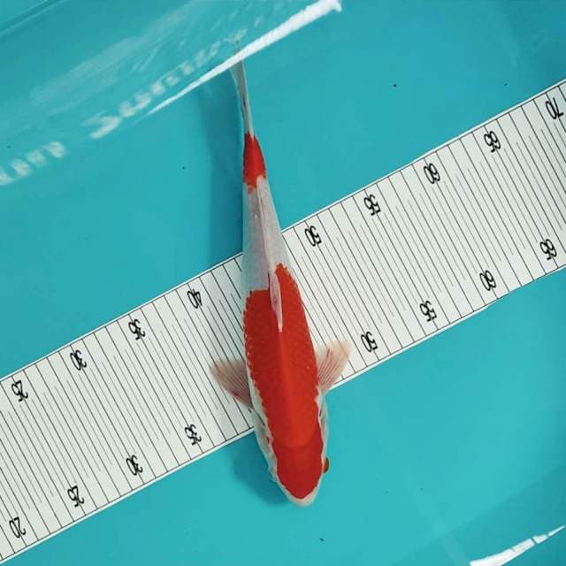 34cm