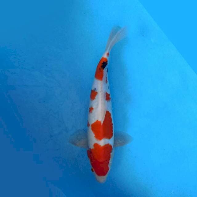 Sanke 38 cm