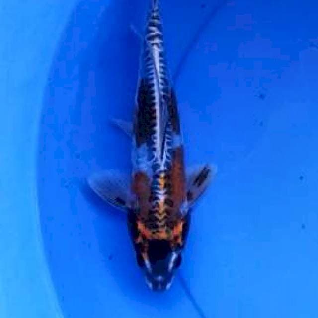 Kikokuryu 26 cm