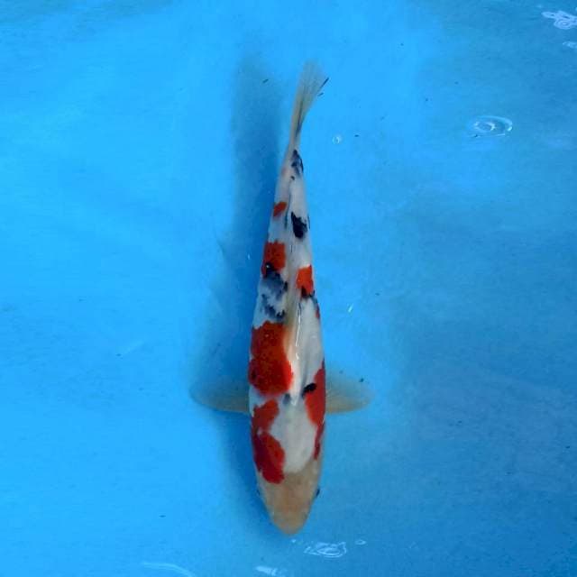 Showa 37 cm