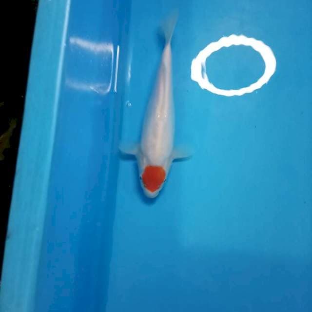 5ltancho kohaku