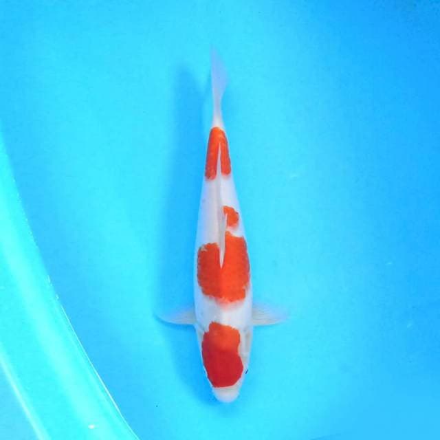 Kohaku 35 cm