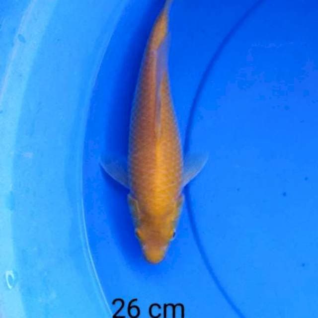 Karashi mata merah bersih 26 cm