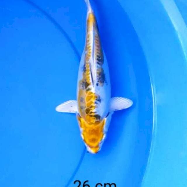 Kin Showa doits jozz 26 cm