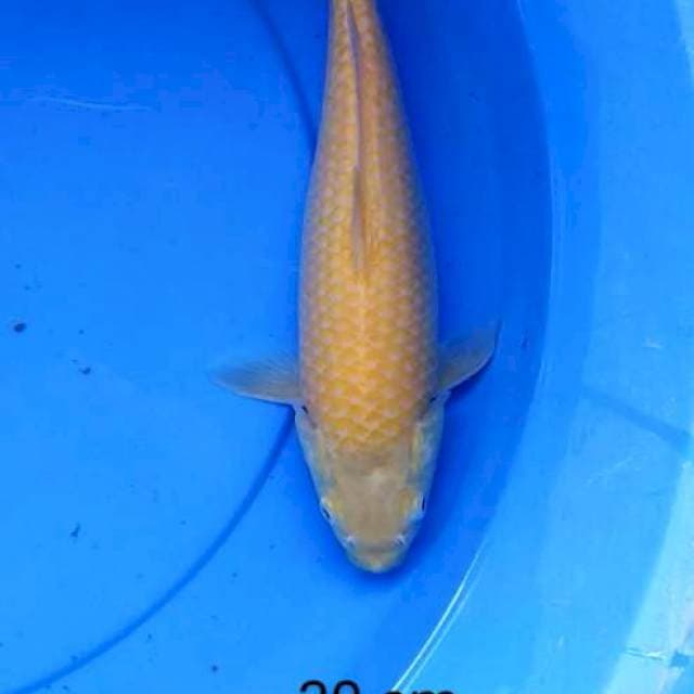 Karashi mata merah punuk 30 cm