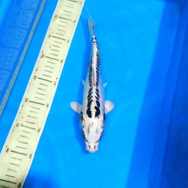 White kikokuryu