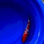 kohaku 25 cm