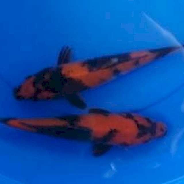 2 Utshuri 25 cm 