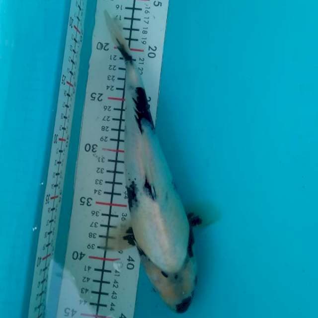 SIRO 27 CM FML