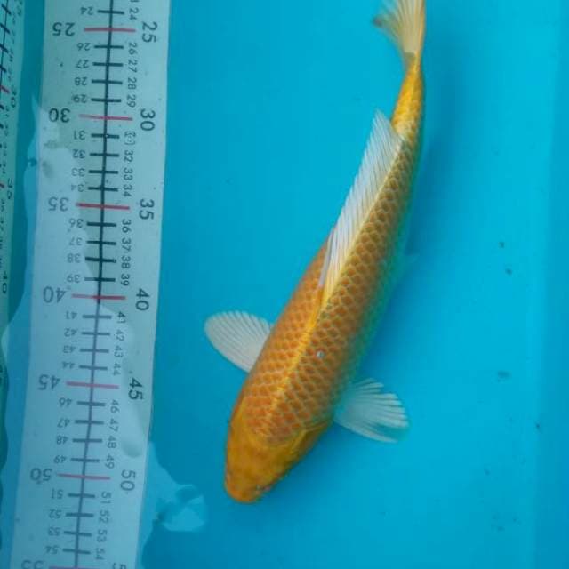 Yamabuki Ogon
