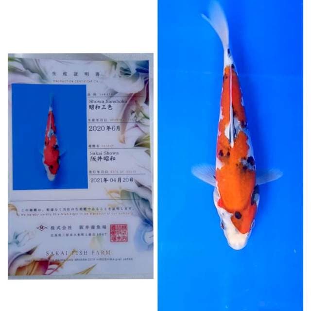 Showa Tategoi Import Sakai SFF