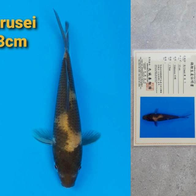 Marusei Ki-Utsuri 13cm Certy