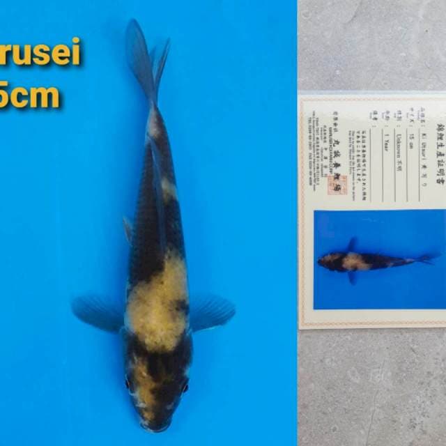 Marusei Ki-Utsuri 15cm Certy