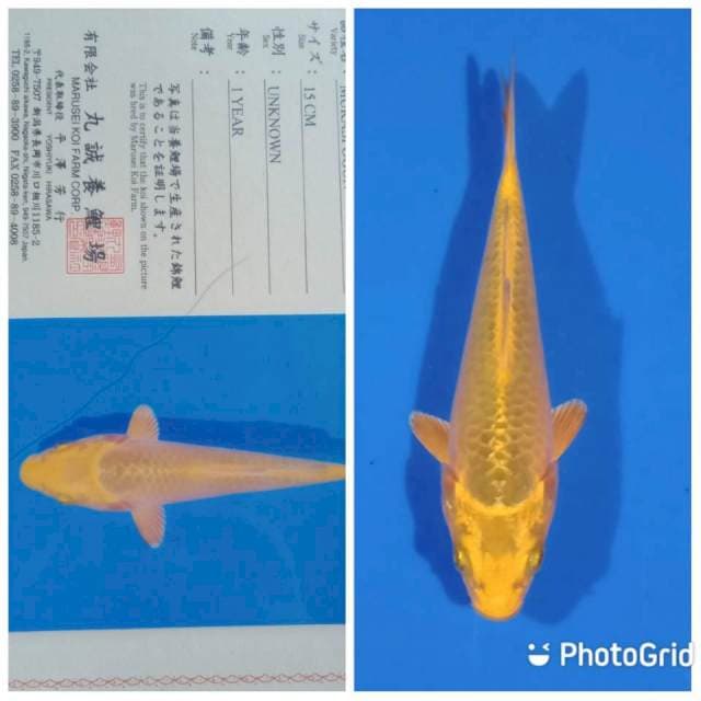 Mukasi ogon marusei