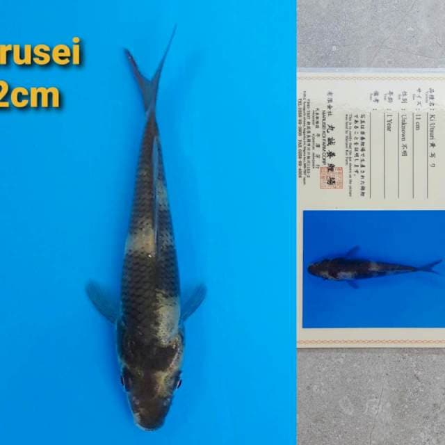 Marusei Ki-Utsuri 12cm Certy