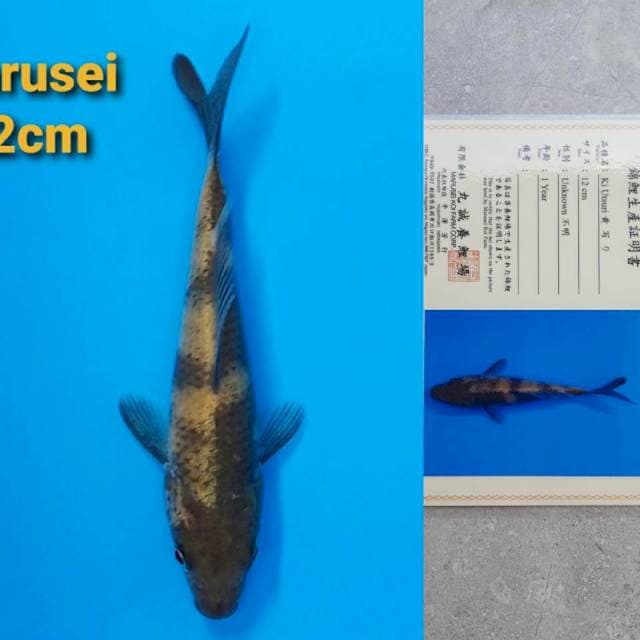Marusei Ki-Utsuri 12cm Certy