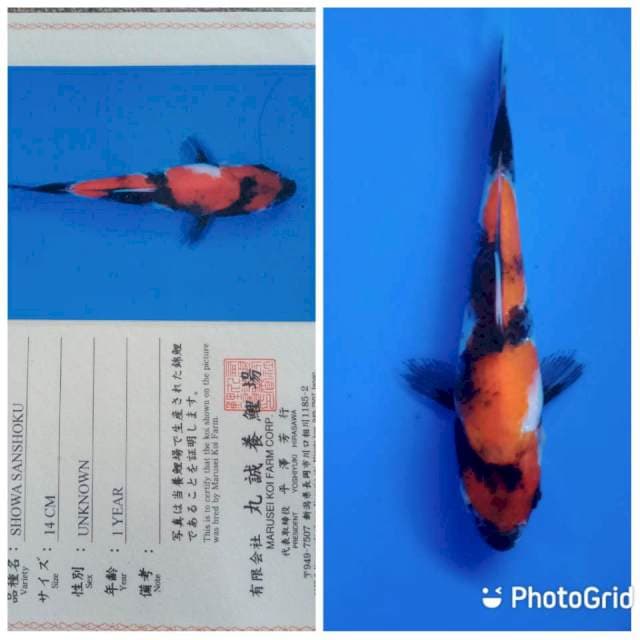 Showa marusei