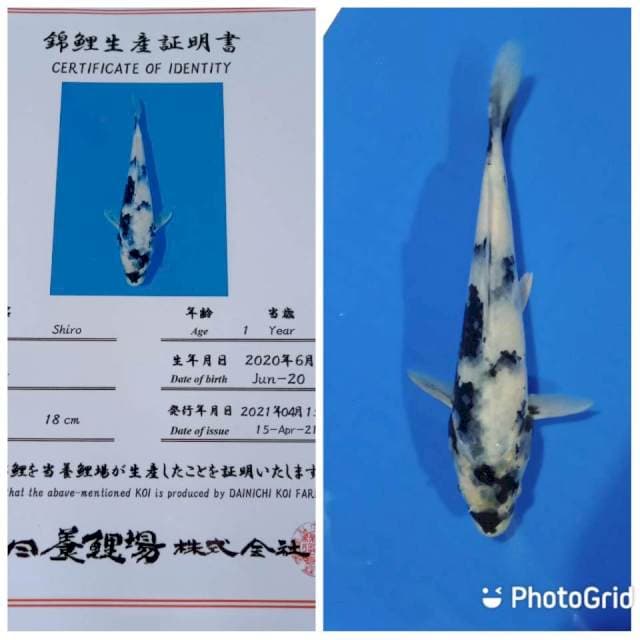 Shiro dainichi