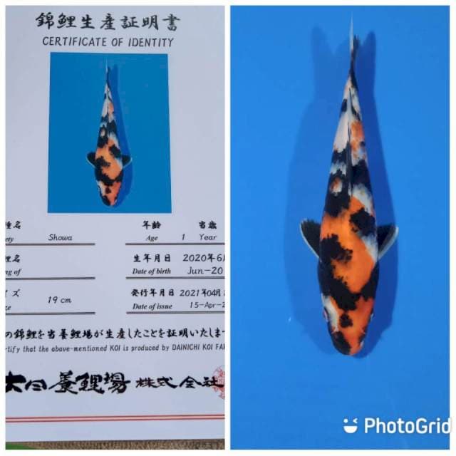 Showa dainichi