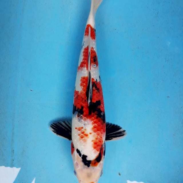 Showa fukurin 36cm jantan