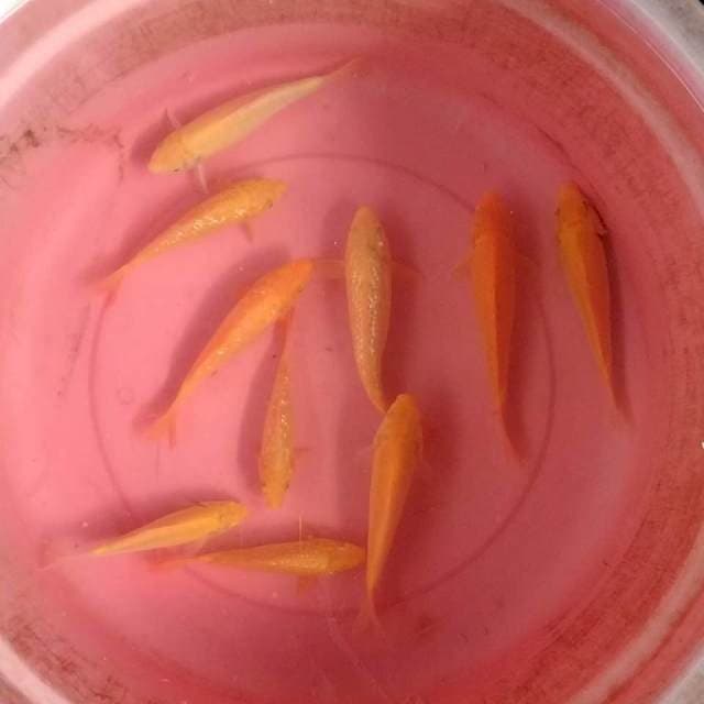 Karashi mix ginrin mata merah 10 ekor